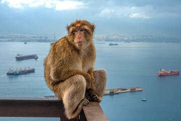 Barbary macaque sitting on the edge of cliff railing along the hiking trails of the Gilbraltar nature reserve, UK