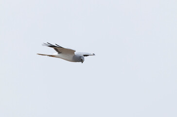 Hen Circus cyaneus in flight in Camargue, Southern France