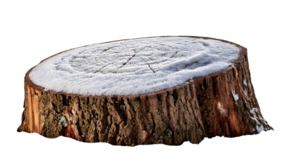 Snow-Covered Tree Stump Against a White Backdrop