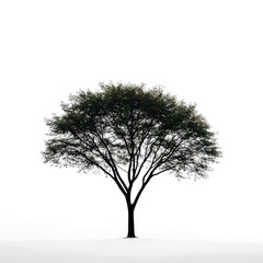 Obraz premium Single tree on white background.
