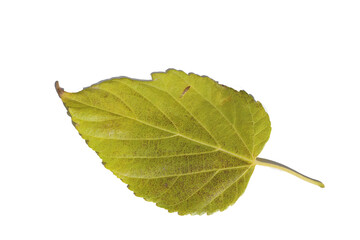 mulberry leaf (Morus alba) isolated on white