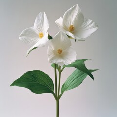 Fototapeta premium three white flowers on a stem