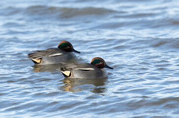 Common teal female Anas crecca swimming on a pond