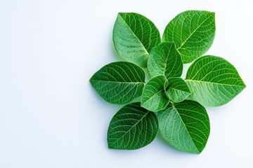 Fototapeta premium Green leaves arranged in a circular pattern on white background