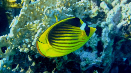 Striped butterflyfish or diagonal butterflyfish (Chaetodon fasciatus) undersea, Red Sea, Egypt, Sharm El Sheikh, Montazah Bay
