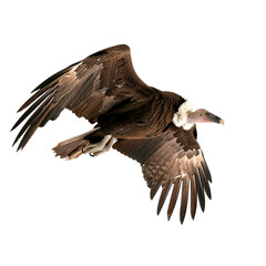 Obraz premium Vulture - Isolated on Transparent Background