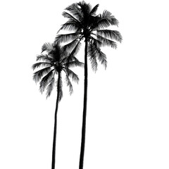 Two silhouetted palm trees against a white background.