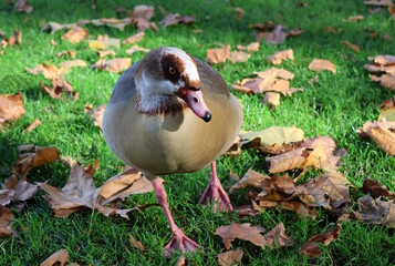 A decorative duck in a park among fallen leaves