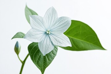 Obraz premium white flower with green leaves against a white background