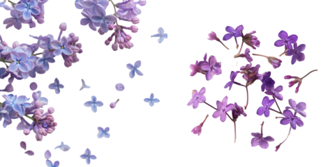 small purple lilac flowers isolated on a white background. Generative AI.