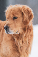 Fototapeta premium Happy Golden Retriever playing in the snow. Smiling Family pet in a winter setting.