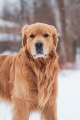 Obraz premium Happy Golden Retriever playing in the snow. Smiling Family pet in a winter setting.