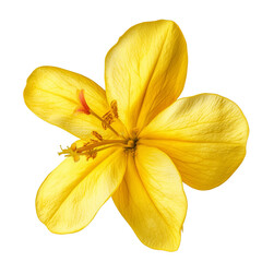 Yellow mimosa flower with green leaves, isolated on transparent background.