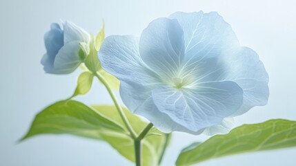 close up of a blue flower with green leaves