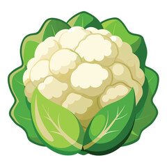 illustration of a Cauliflower