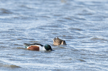 Northern Shoveler Spatula clypeata swimming on a pond