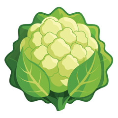 illustration of a Cauliflower
