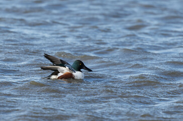 Northern Shoveler Spatula clypeata swimming on a pond
