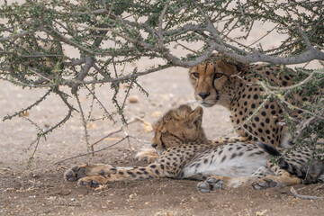 A female Cheetah and her cub lying under a bush in Mashatu Game Reserve, Botswana. 