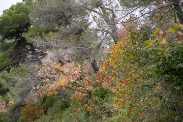 Autumn in forest