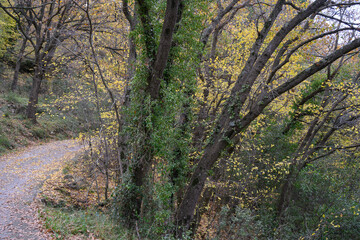 Autumn in forest