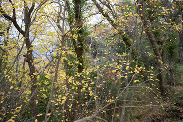Autumn in forest