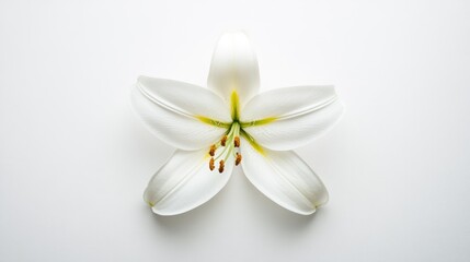 Elegant White Lily Blossom on Minimalist Background