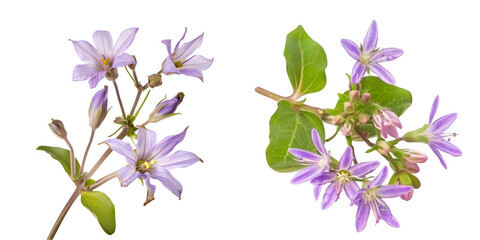 Stephania erecta Craib, die. Generative AI.