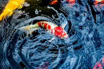 Koi fish, red, white and yellow goldfish in a garden water pond. Focus on fish ,noisy, exposure, similar others
