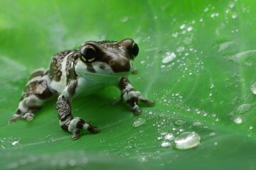 Obraz premium potrait Amazon milk frog floating on a leaf, 19 December 2024 Indonesia