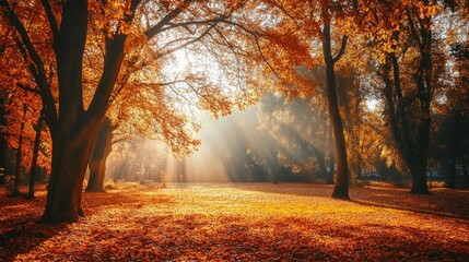 Obraz premium Majestic Autumn Forest with Sunlight Filtering Through Trees