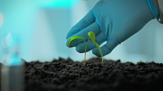 A scientist gently touches a small green plant sprouting from dark soil in a controlled laboratory environment. The focus is on nurturing growth in a precise scientific context