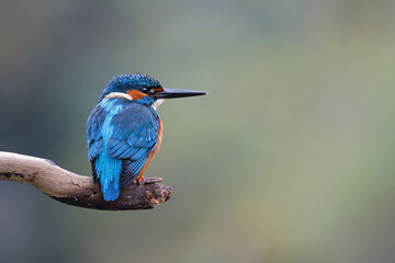 Beautiful common kingfisher (Alcedo atthis) perched on a tree branch by the river. Eurasian male kingfisher searching for prey to eat. Stunning and colorful river bird taken in Asturias, Spain.