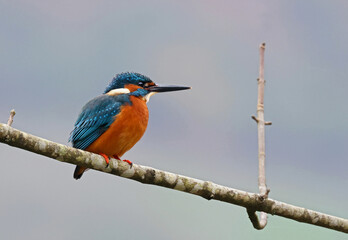 Beautiful common kingfisher (Alcedo atthis) perched on a tree branch by the river. Eurasian male kingfisher searching for prey to eat. Stunning and colorful river bird taken in Asturias, Spain.
