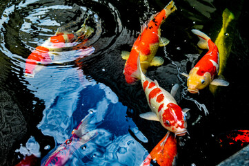Koi fish, red, white and yellow goldfish in a garden water pond. Focus on fish ,noisy, exposure, similar others