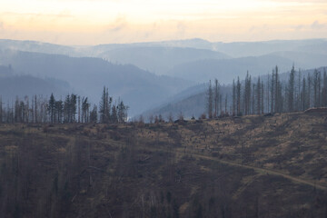 Geschundener Hochwald auf dem Kamm des Thüringer Waldes bei Masserberg