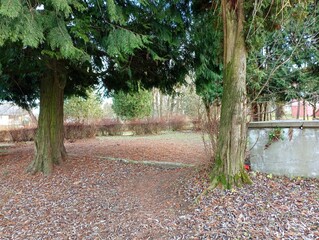 Park landscape with green thuja trunks. Autumn park with evenly trimmed barberry bushes.