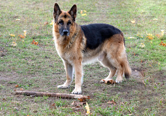 Portrait of a German Shepherd, without people, in an autumn park