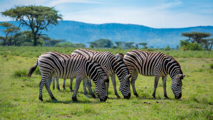 Obraz premium A group of zebras grazing peacefully in a serene grassland, with distant hills and a bright blue sky creating a calm and natural setting.