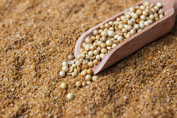 Coriander Seeds on wooden shovel with a coriander powder background. Food Ingredients