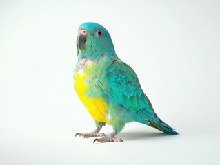 a turquoise and yellow parrot standing on a white background