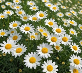 Fototapeta premium Softly swaying in the warm breeze are clusters of bright yellow and white camomile daisy flowers in a vibrant and lush meadow, blooming flowers, meadow, camomile daisies