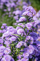Obraz premium purple hydrangea beautiful flowers nature
