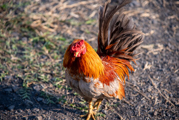 Rooster crows in the garden