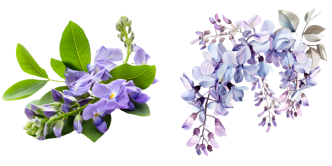 Wisteria flower isolated on a white background. Generative AI.