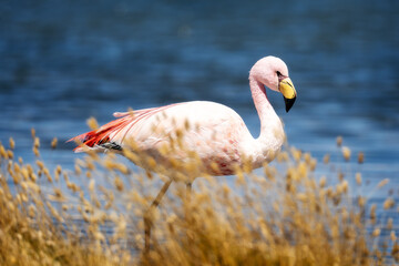 Flamingo in Laguna in Uyuni Bolivia