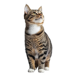 Obraz premium Adorable cat isolated on a transparent background, perfect for pet-themed designs, digital art, and creative projects
