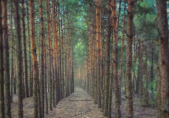linear perspective of artificially planted pine trees