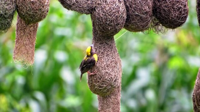 Baya weaver bird building the nest high quality footage.