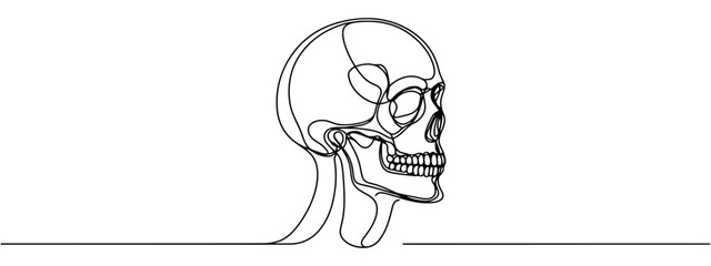 Continuous one line human anatomical skull, vector illustration.